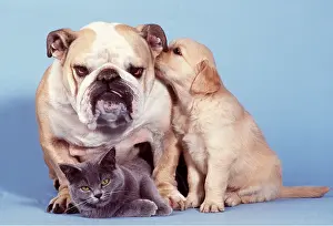 Utility: DOG - Bulldog with Puppy & Kitten