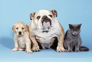 Utility: DOG - BULLDOG - WITH PUPPY & KITTEN