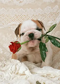 Roses: DOG - Bulldog puppy with rose in mouth