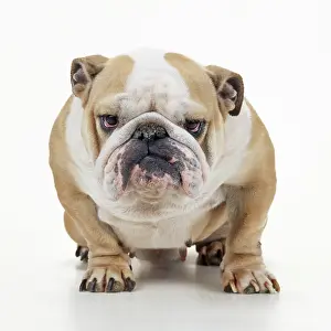 Ugly: DOG - BULLDOG - sitting, close-up