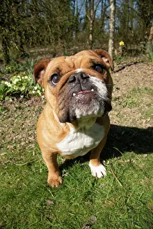 040420: DOG. Bulldog, sitting looking at camera, w/a