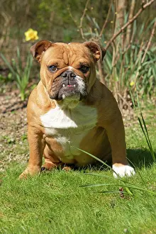 040420: DOG. Bulldog, sitting looking at camera, w/a