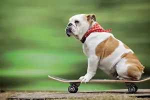 Skateboard: DOG. Bulldog on skateboard