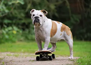 Skateboard: DOG. Bulldog on skateboard