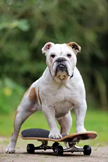 Skateboard: DOG. Bulldog on skateboard