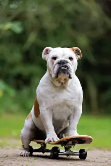Skateboard: DOG. Bulldog on skateboard