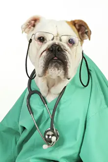 Doctor: DOG Bulldog in vets scrubs wearing glasses & stethoscope