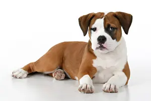 130921: DOG. Bulldog X breed, 16 weeks old puppy, laying, studio, w