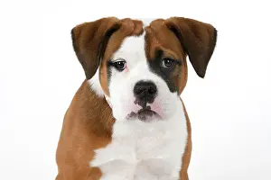 130921: DOG. Bulldog X breed, 16 weeks old puppy, head & shoulders