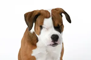 130921: DOG. Bulldog X breed, 16 weeks old puppy, head & shoulders