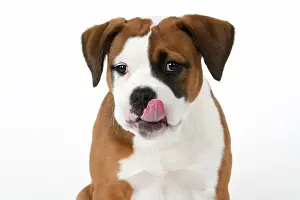 Rude: DOG. Bulldog X breed, 16 weeks old puppy, head & shoulders