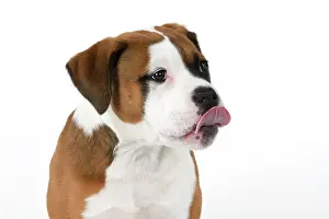 Rude: DOG. Bulldog X breed, 16 weeks old puppy, head & shoulders