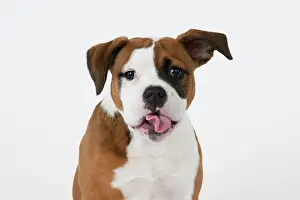 Rude: DOG. Bulldog X breed, 16 weeks old puppy, head & shoulders