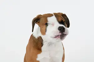 130921: DOG. Bulldog X breed, 16 weeks old puppy, head & shoulders