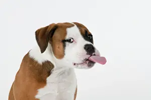 Facial: DOG. Bulldog X breed, 16 weeks old puppy, head & shoulders