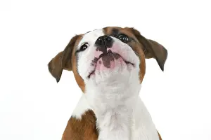 Facial: DOG. Bulldog X breed, 16 weeks old puppy, head & shoulders