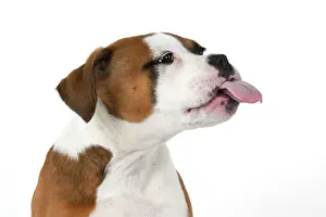 Facial: DOG. Bulldog X breed, 16 weeks old puppy, head & shoulders