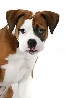 130921: DOG. Bulldog X breed, 16 weeks old puppy, head & shoulders