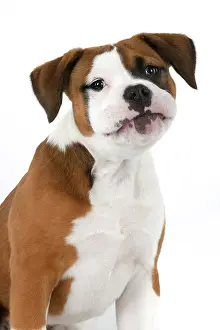 130921: DOG. Bulldog X breed, 16 weeks old puppy, head & shoulders