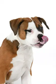 Facial: DOG. Bulldog X breed, 16 weeks old puppy, head & shoulders