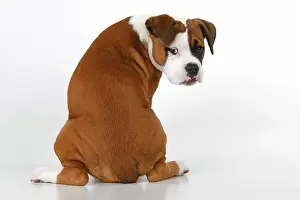130921: DOG. Bulldog X breed, 16 weeks old puppy, sitting looking a