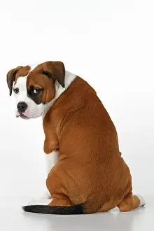 130921: DOG. Bulldog X breed, 16 weeks old puppy, sitting looking a