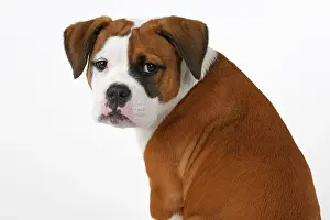130921: DOG. Bulldog X breed, 16 weeks old puppy, sitting looking a