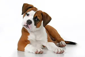 130921: DOG. Bulldog X breed, 16 weeks old puppy, laying, studio, w