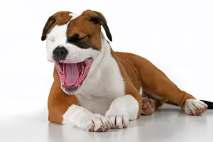 Laughter: DOG. Bulldog X breed, 16 weeks old puppy, laying, mouth ope