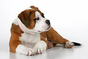 130921: DOG. Bulldog X breed, 16 weeks old puppy, laying, studio, w