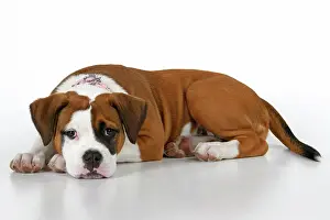 130921: DOG. Bulldog X breed, 16 weeks old puppy, laying, studio, w