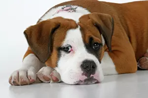 130921: DOG. Bulldog X breed, 16 weeks old puppy, laying, studio, w