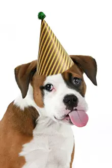 211121: DOG. Bulldog X breed, 16 weeks old puppy, head & shoulders