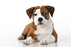 130921: DOG. Bulldog X breed, 16 weeks old puppy, laying, studio, w