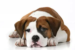 130921: DOG. Bulldog X breed, 16 weeks old puppy, laying, studio, w
