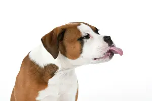 Sticking: DOG. Bulldog X breed, 16 weeks old puppy, head & shoulders
