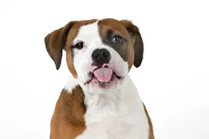 Facial: DOG. Bulldog X breed, 16 weeks old puppy, head & shoulders