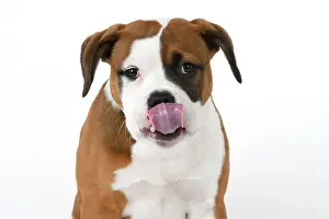 Sticking: DOG. Bulldog X breed, 16 weeks old puppy, head & shoulders