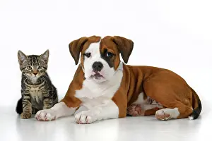 130921: DOG. Bulldog X breed, 16 weeks old puppy, lying with kitten