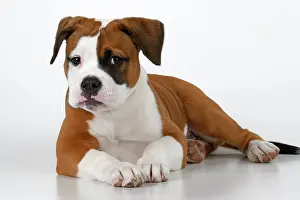 130921: DOG. Bulldog X breed, 16 weeks old puppy, laying, studio, w