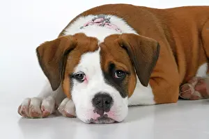 Chilling: DOG. Bulldog X breed, 16 weeks old puppy, laying, studio, w