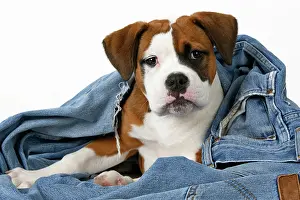 130921: DOG. Bulldog X breed, 16 weeks old puppy in some denim jean