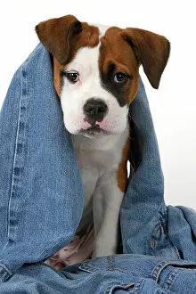 130921: DOG. Bulldog X breed, 16 weeks old puppy in some denim jean