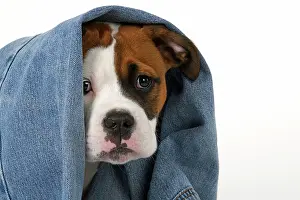 130921: DOG. Bulldog X breed, 16 weeks old puppy in some denim jean