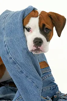 130921: DOG. Bulldog X breed, 16 weeks old puppy in some denim jean