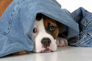 Clothing: DOG. Bulldog X breed, 16 weeks old puppy in some denim jean
