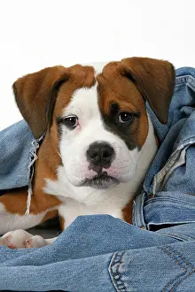 Clothing: DOG. Bulldog X breed, 16 weeks old puppy in some denim jean