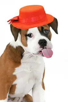 Sticking: DOG. Bulldog X breed, 16 weeks old puppy, head
