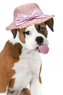 Sticking: DOG. Bulldog X breed, 16 weeks old puppy, head