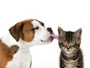 211121: DOG. Bulldog X breed, 16 weeks old puppy licking a Tabby ki
